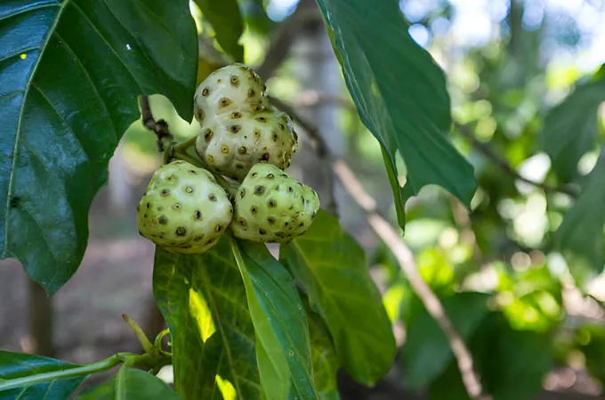 buah mengkudu